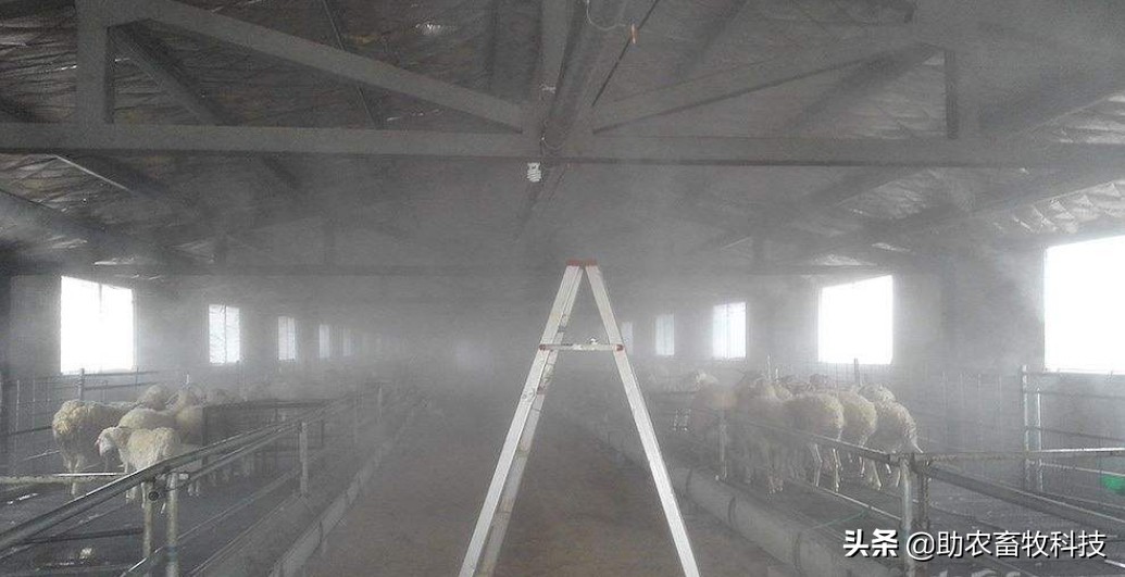 养羊夏季怎样减少骚臭味,养羊低温处理法