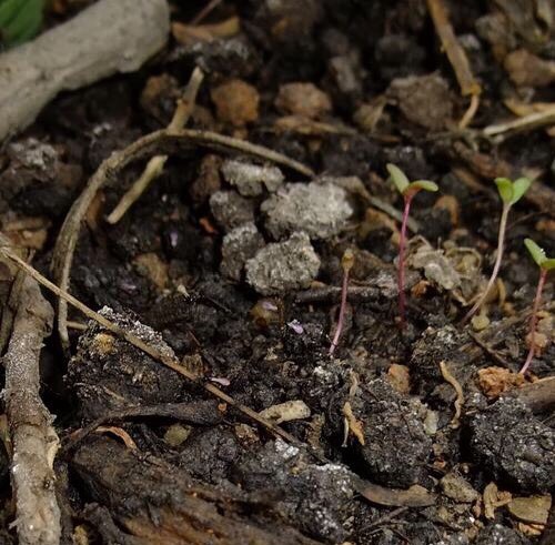 盆栽泥土有虫子怎么办？4个“方法”彻底消灭，花疯长，健康茂盛