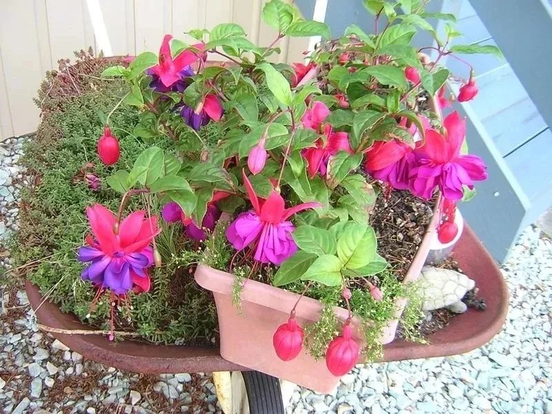 花朵颜值特别高的盆栽倒挂*钟金**,夏天容易挂掉,有什么办法挽救?