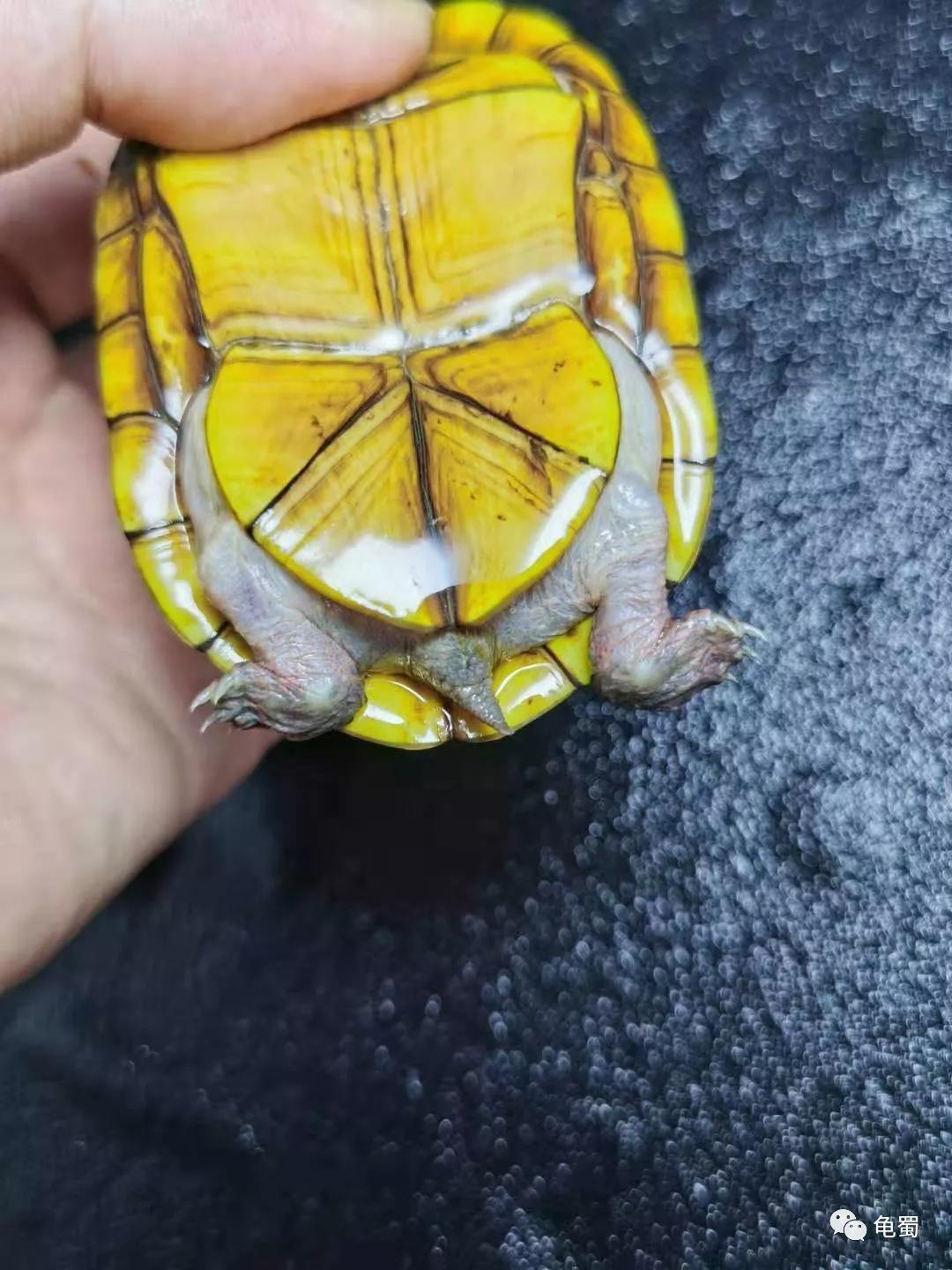 蛋龟之斑纹泥龟的介绍,蛋龟漂亮
