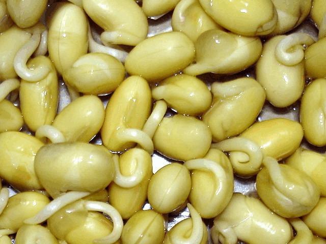 四年级上册第三单元观察日记400字,四年级三单元习作观察日记怎么写