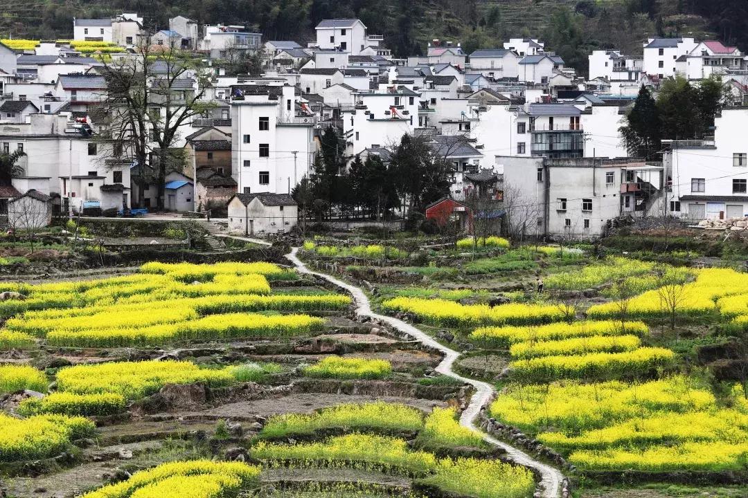 最美的花送给大家共赏,最美的花送给大家观赏