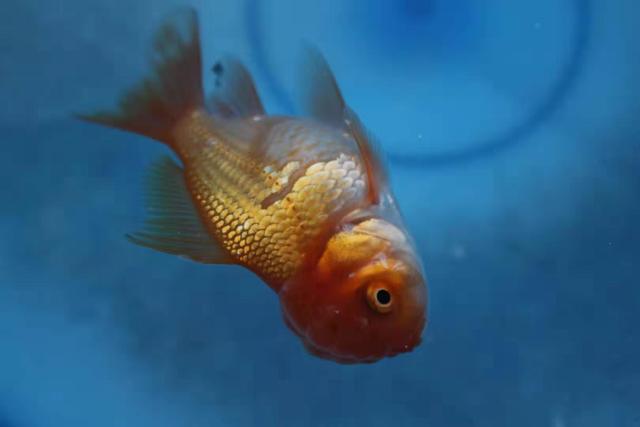 观赏鱼的鱼鳞掉了还能长回来么,观赏鱼鳞片脱落能活吗