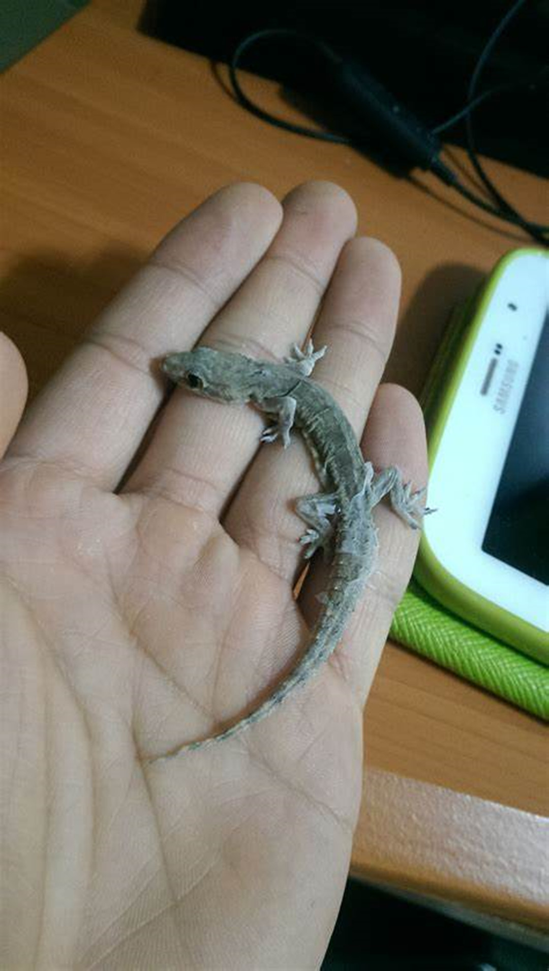 人畜无害的壁虎为什么会列入五毒,五毒之一壁虎为什么有毒