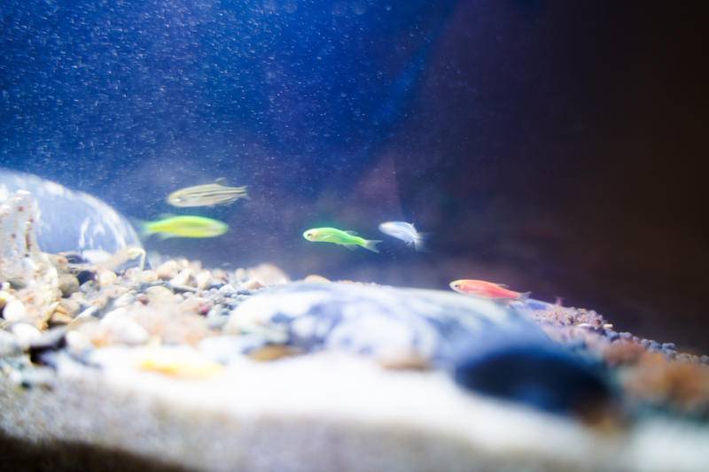 小佩起源纪鱼缸过滤怎么样,小佩起源纪鱼缸