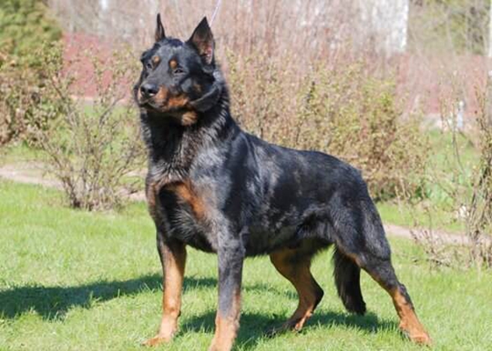 被小区不拴绳子的狗吓到了怎么办,孩子在小区内被未牵绳的狗追咬