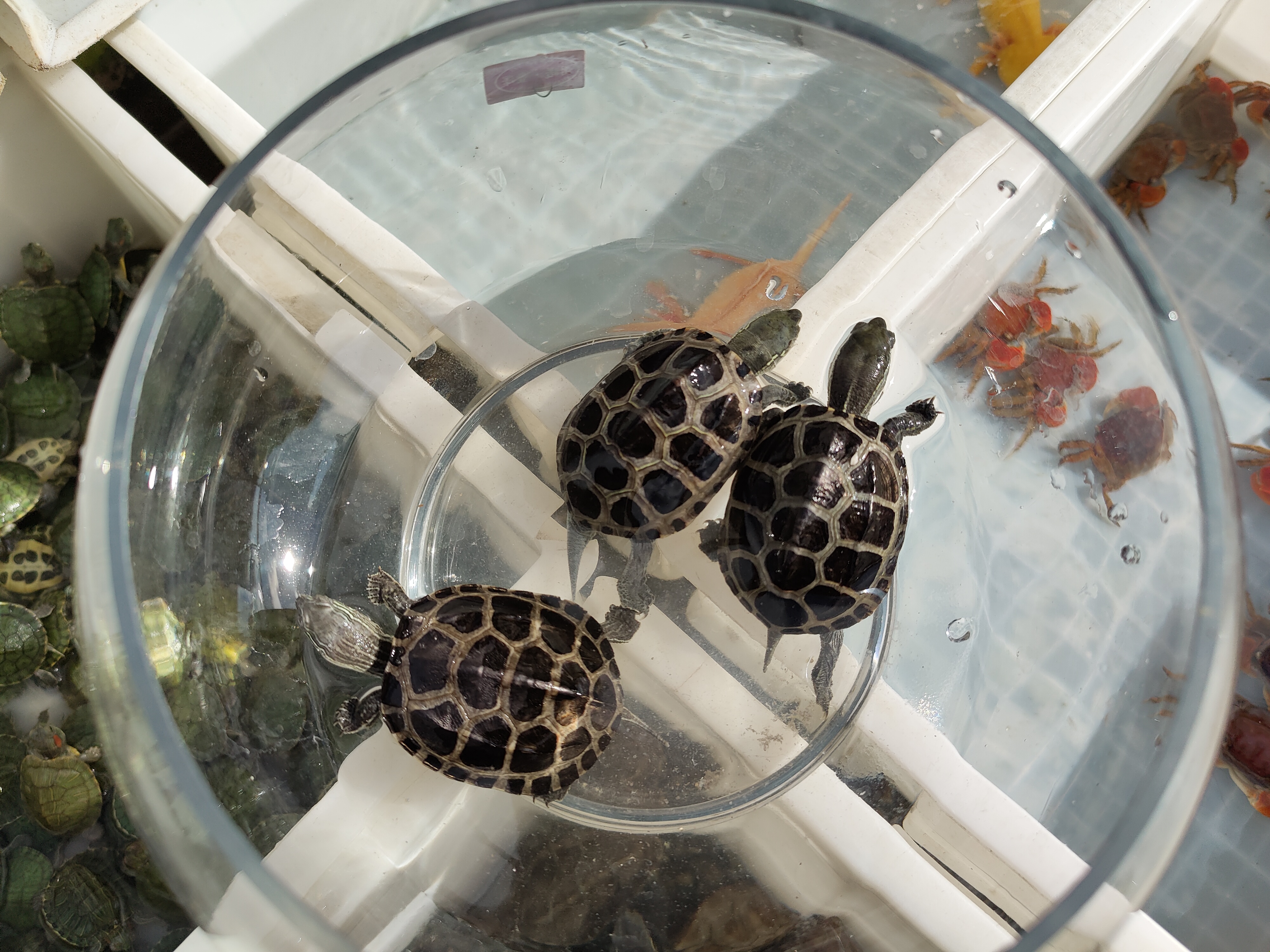 养乌龟的重要事项,养乌龟讲究