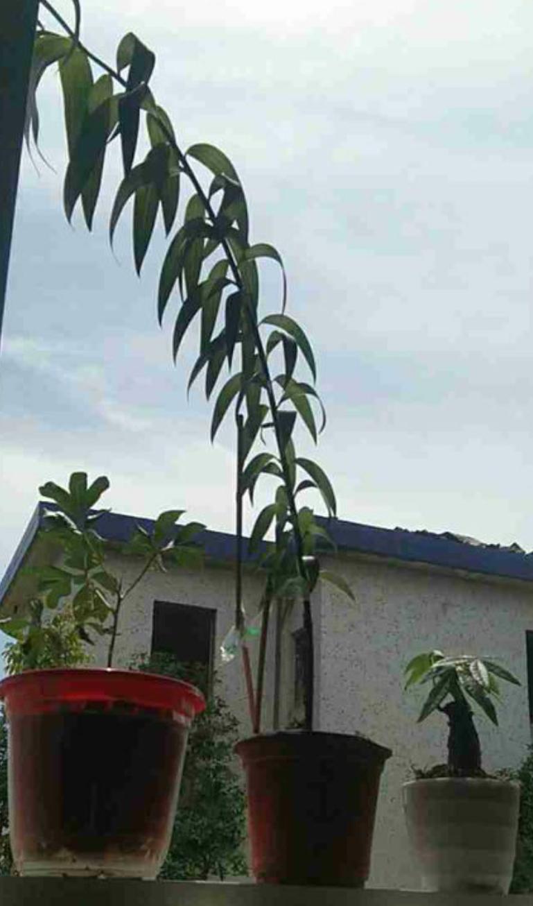 百合花长挺高不长花苞什么原因,百合花只长高不开花怎么回事