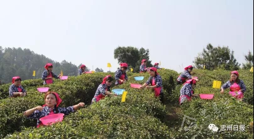 白石山林区生态环境,白石镇竹海