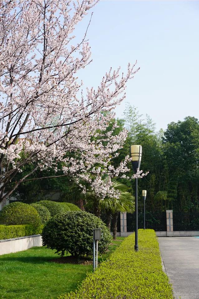 南京河西名校,南京河西中最好的学区