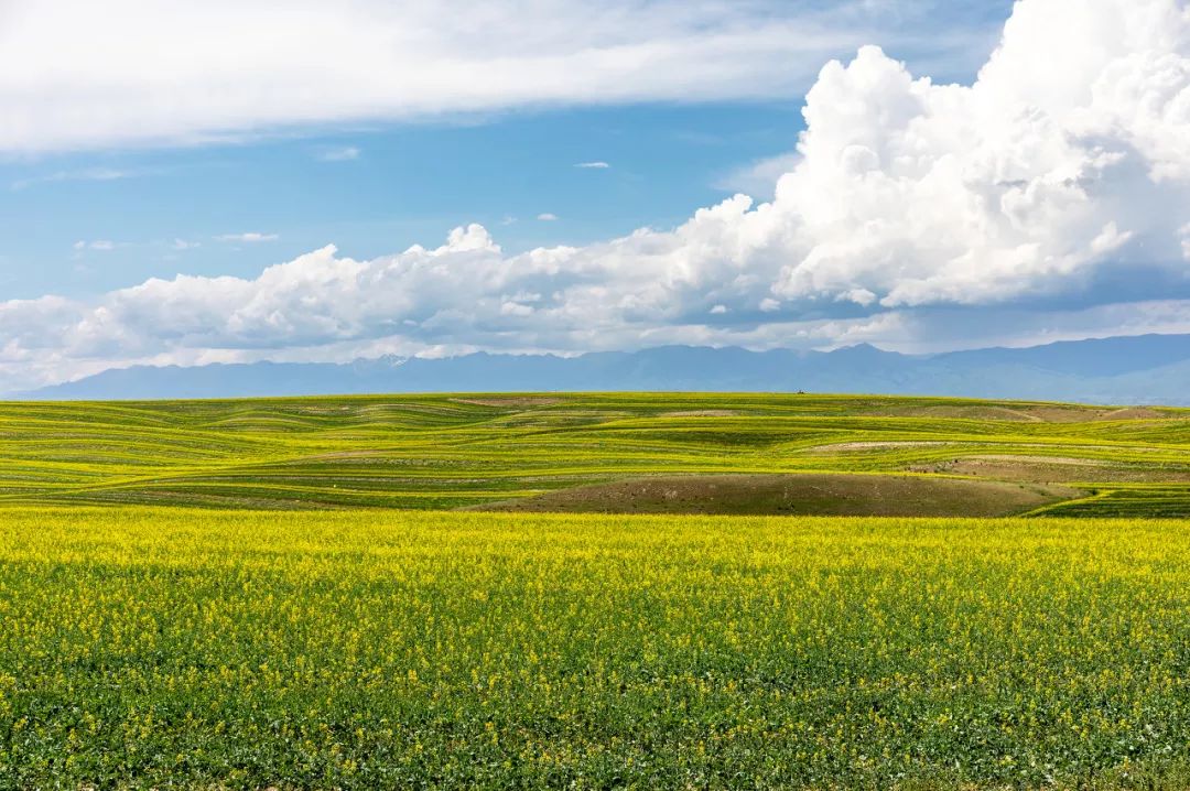 六月的北疆哪些地方值得去,六月的北疆解说