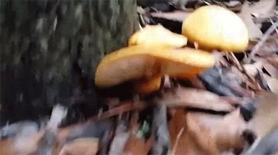 云南人有多能吃辣,云南人到底有多敢吃