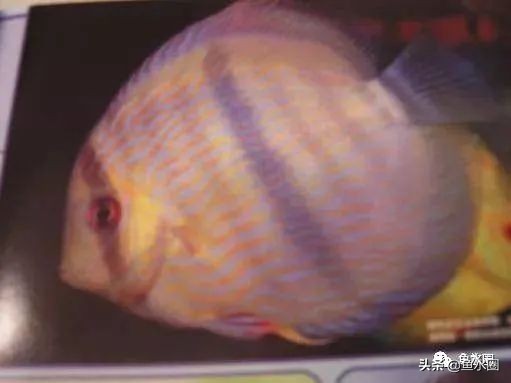 七彩神仙最好看的品种,七彩神仙多大分品种