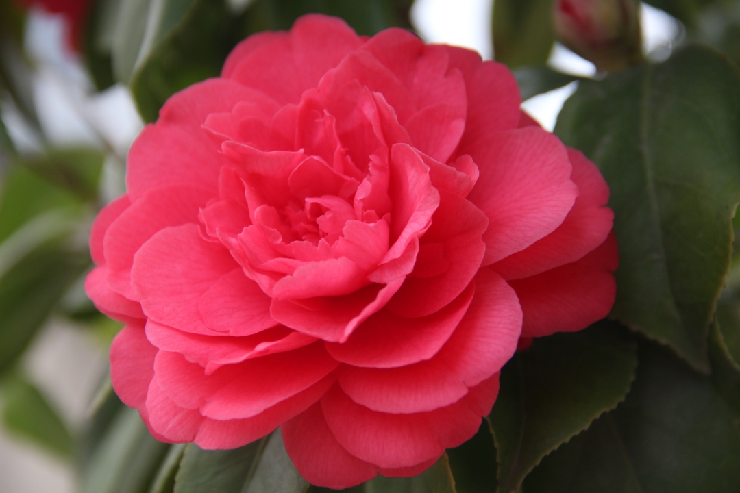 子夜的七律诗词,子夜诗七律190首