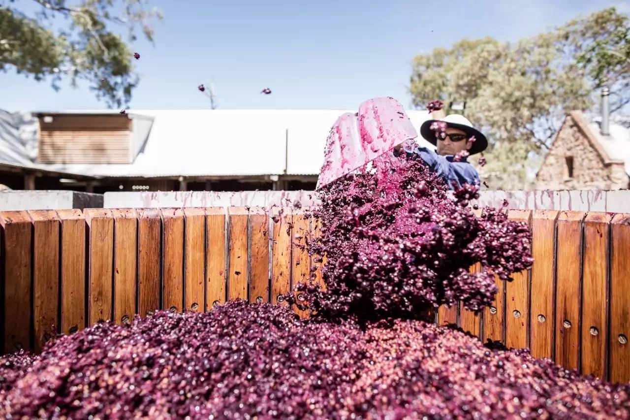 憋屈!澳葡萄出口商控诉:中国海关延迟清关,别的国家没这种情况