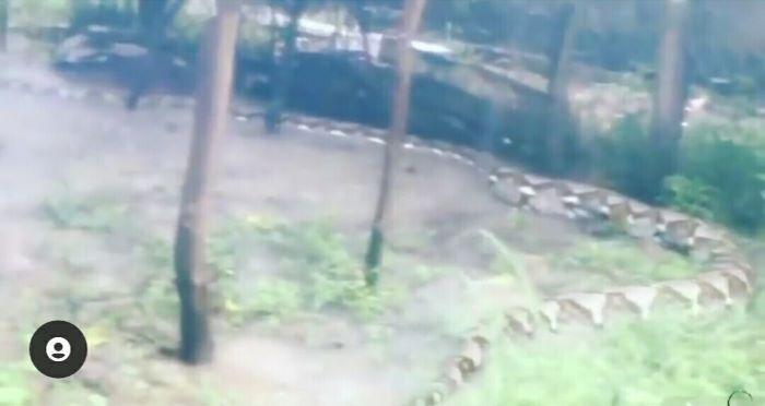 印尼村民成功捉住9米蟒蛇,印尼男子诱捕巨蟒