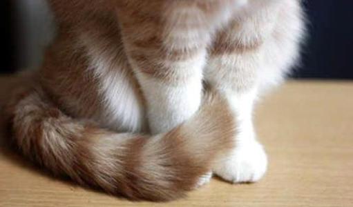 猫咪尿闭和拉稀怎么区分,拽猫尾巴拉稀