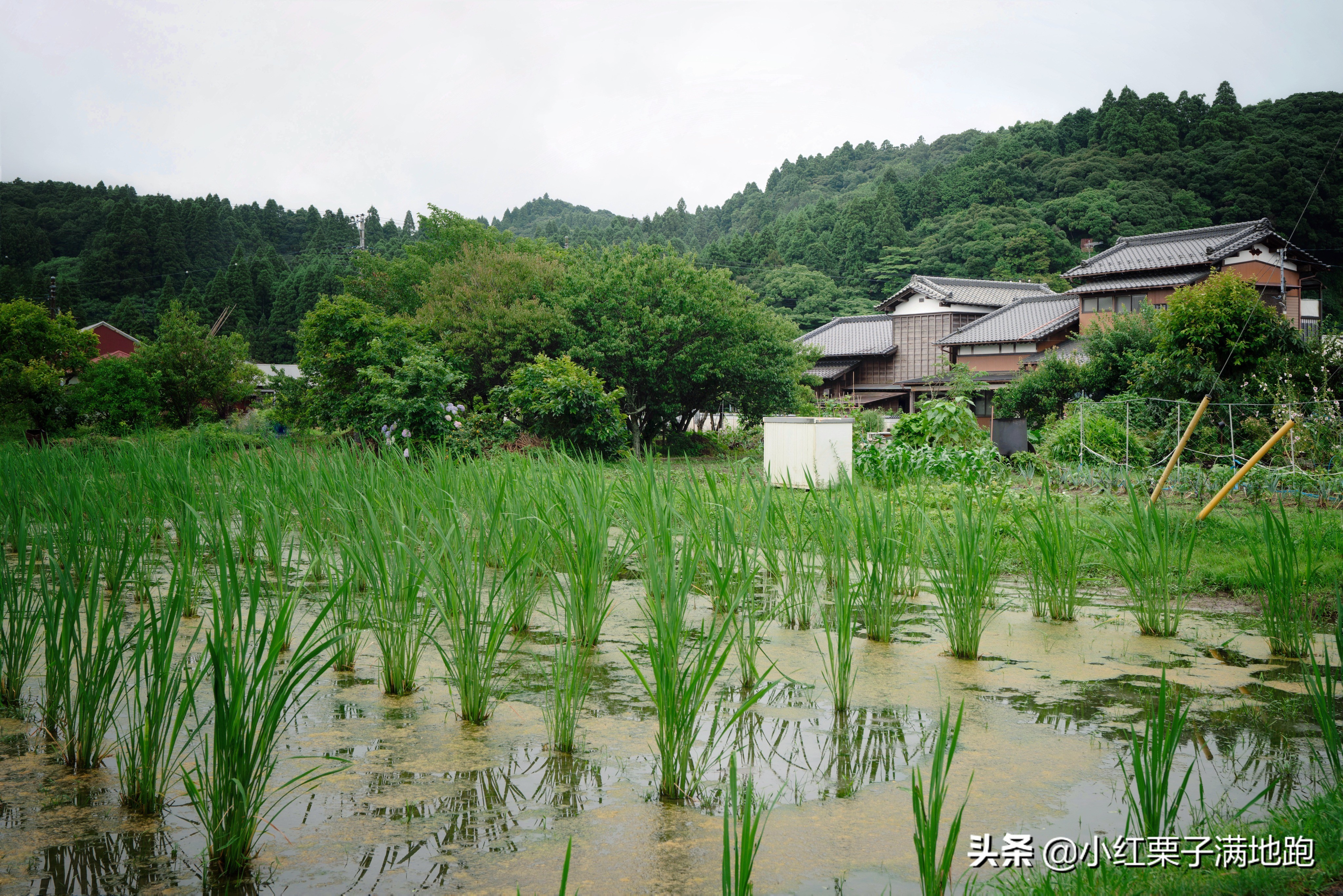 千叶县紫阳花开，如何一边体验火车之旅一边拍摄铁道风景？