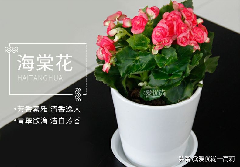 完美搭配,背阴阳台咱们也可以打造一个花园!