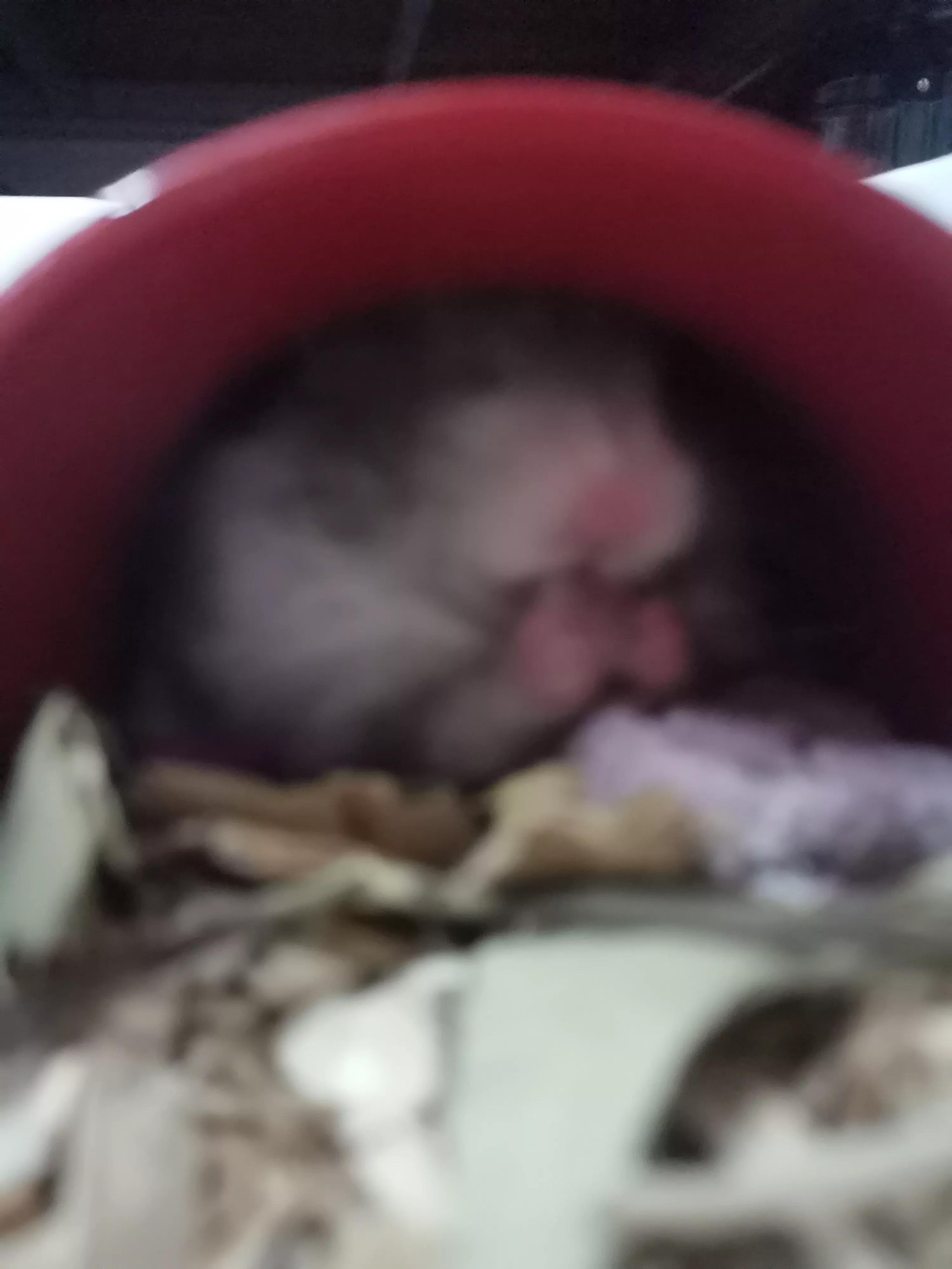 如何与金丝熊搞好关系,金丝熊对人有感情吗