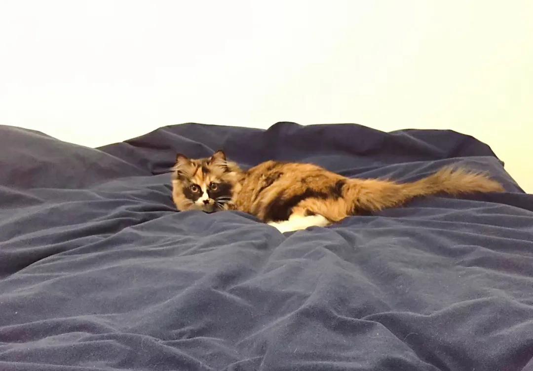 养猫人哭了 (朝九晚五适合养猫吗)