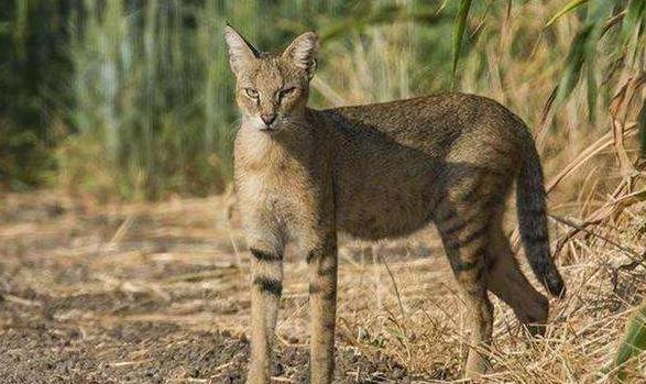 地球历史中最厉害的食肉动物,世界上有什么食肉动物
