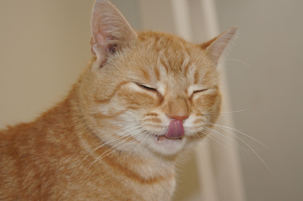 猫咪舔哪里代表身上有虫了,猫咪舔你的嘴代表什么意思