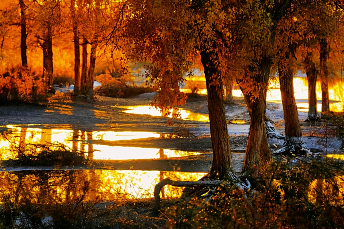 艺术家朗诵不朽的胡杨,千年不朽的胡杨