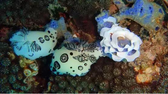 涛岛潜水好吗,去涛岛潜水