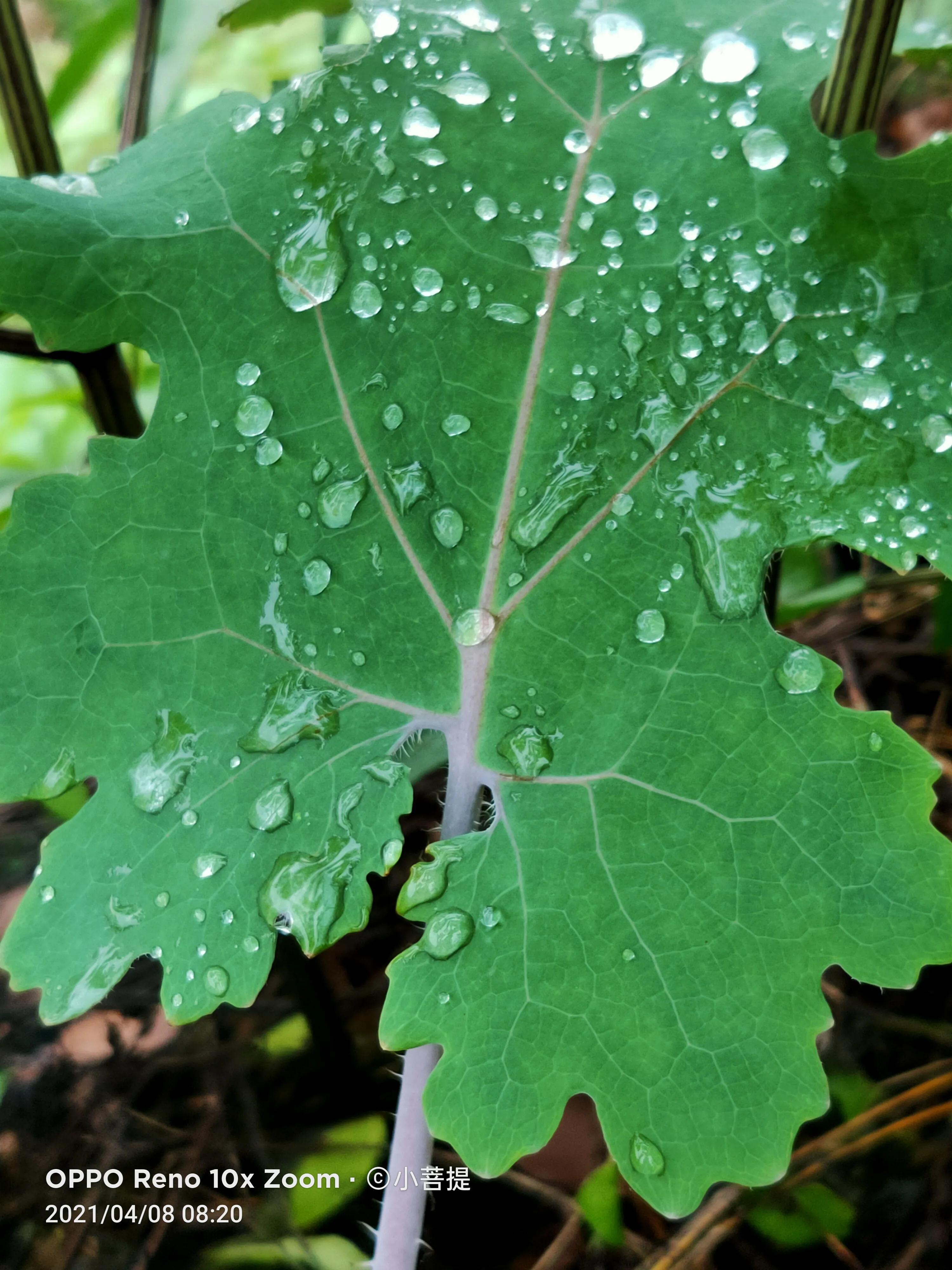 这种在草本里显得特别高大美丽的植物是罂栗的亲戚