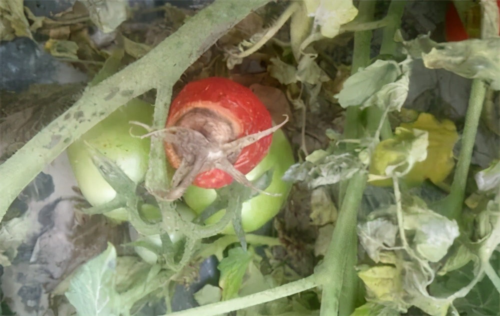 番茄果上有斑点是怎么回事,番茄果锈出现原因