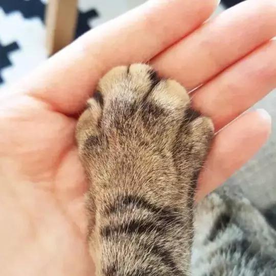 同一窝的猫怎么知道哪个先出生,老祖宗选猫方法