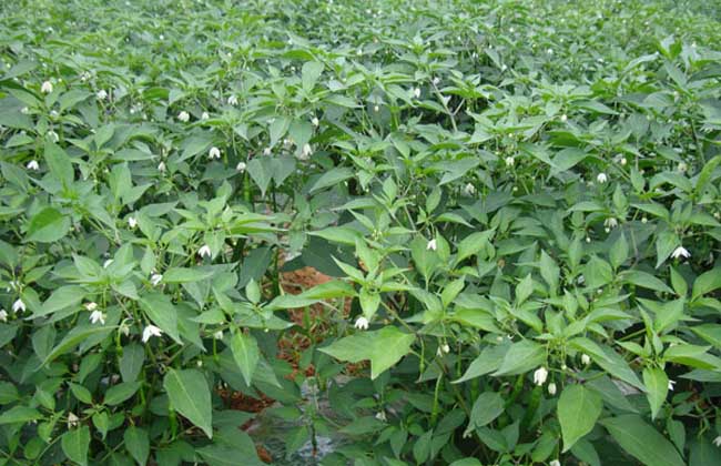 细黄链霉菌对辣椒炭疽病有效果吗,辣椒急性炭疽病的表现和治疗方法