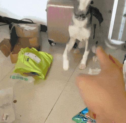 养宠租房,养宠人租房好难