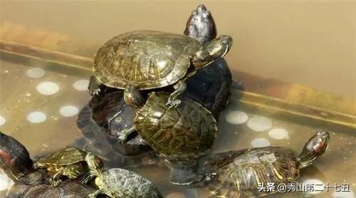 大乌龟咬小乌龟解决办法,钥匙突然被乌龟咬到不松手怎么办