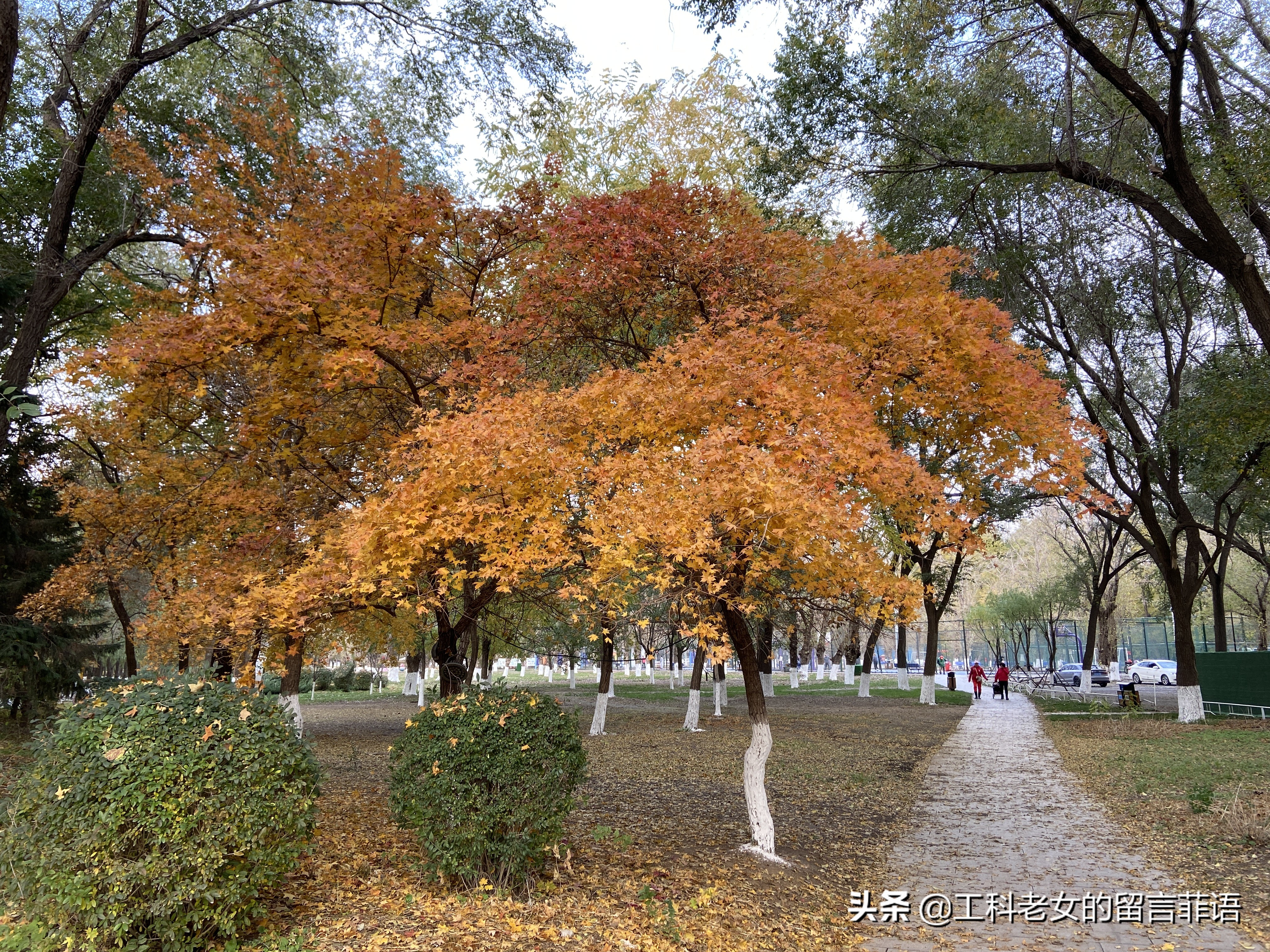 沈阳看秋叶好去处,沈阳秋叶