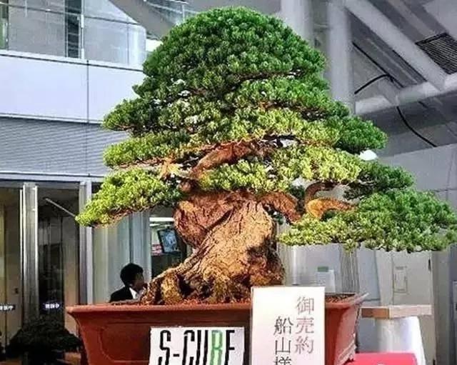 名贵植物排名前十名,十大天价的花卉