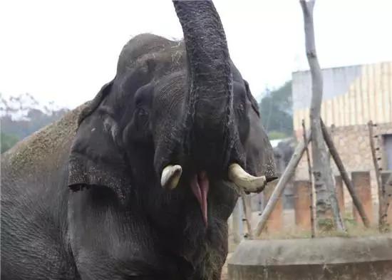 长沙动物园大象踩死驯兽员后续,驯养员被大象踩死背后残酷真相