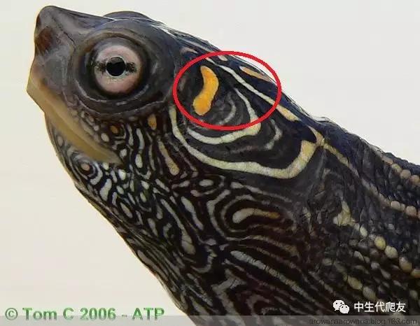 正宗的地图龟,史上最差的地图龟