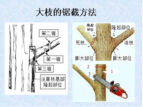 最全最完整的园林植物整形修剪技术规范(转自农林慧小妹,收藏)
