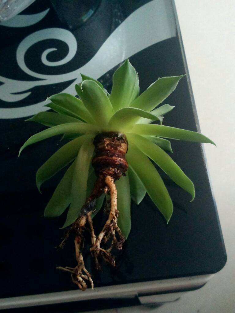 多肉烂根要如何处理？生死回转有妙招，自己在家就能救