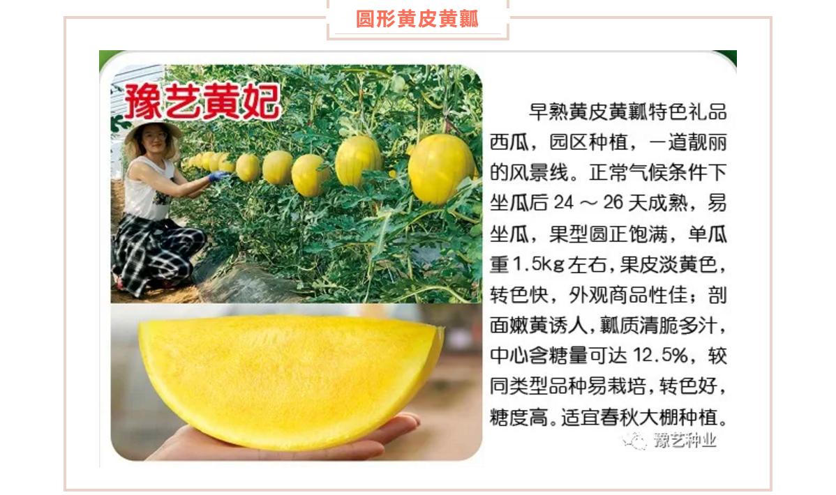 西瓜高产栽培管理技术之二,西瓜高产栽培技术及管理