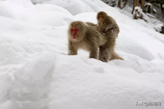 日本温泉猴子纪录片,日本猴子泡温泉头顶毛巾
