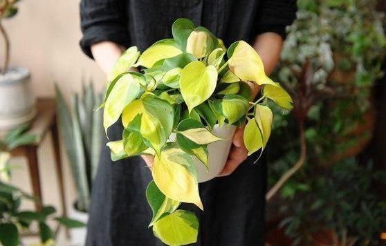 盆栽绿萝怎么养护才能长得快,绿萝为什么是懒人盆栽