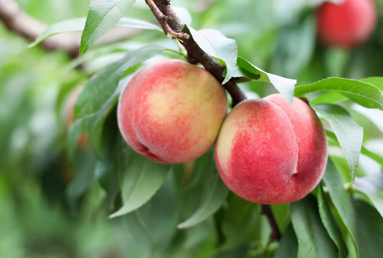 最适合庭院栽种的果树,适宜庭院种植的观赏果树
