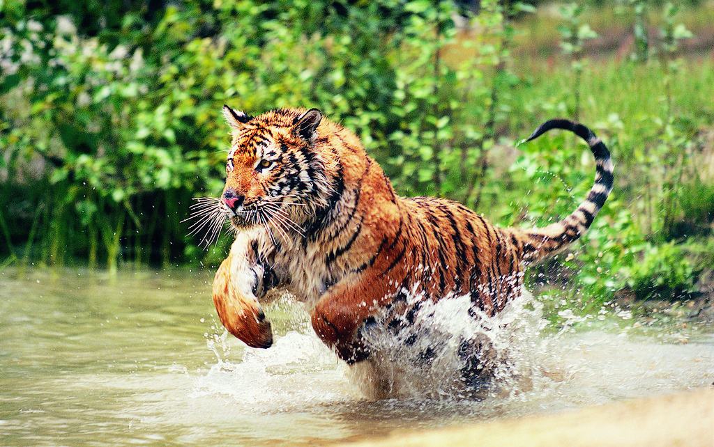 狮虎兽400斤,狮虎兽最大体重五百多公斤