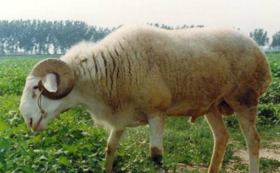 山羊养殖技巧小视频,山羊养殖技巧山羊吃什么长得快