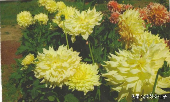 大丽花冬季养护，做到这几点，可以让它轻松安全越冬