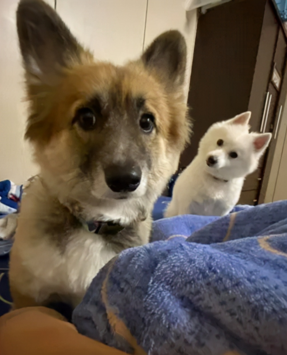 养了一只柯基狗,养了一只柯基是什么样子