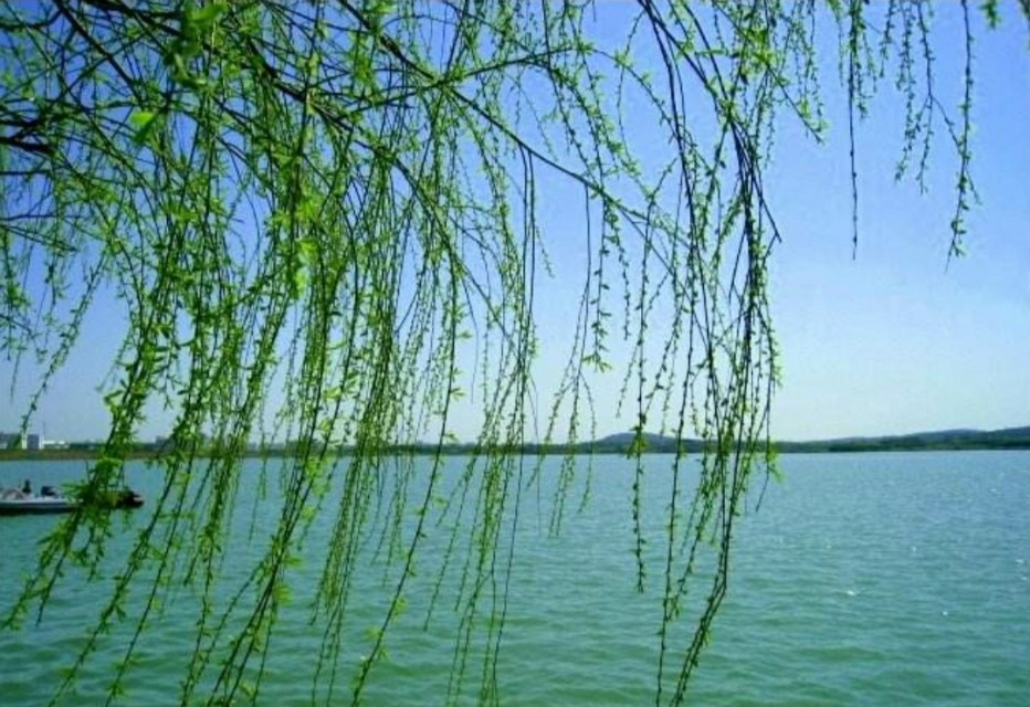 贺知章最著名的十首诗咏柳,咏柳贺知章简单赏析